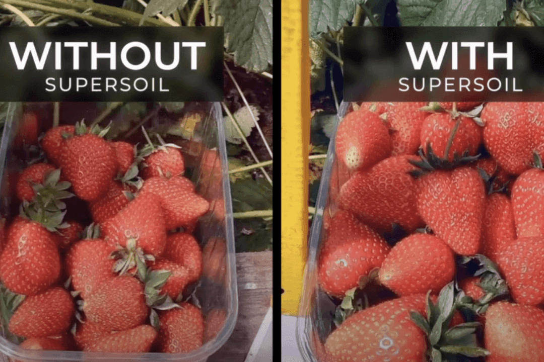 Supersoil Max Strength 10 KG
